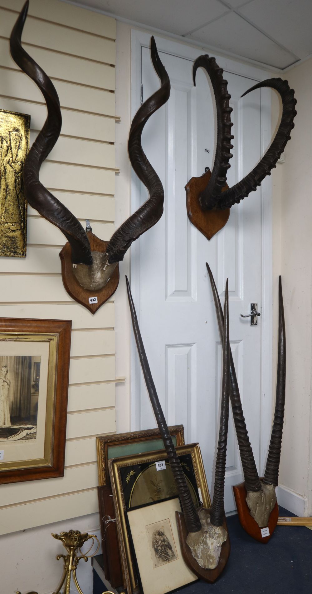 Four various mounted antelope and stag antlers